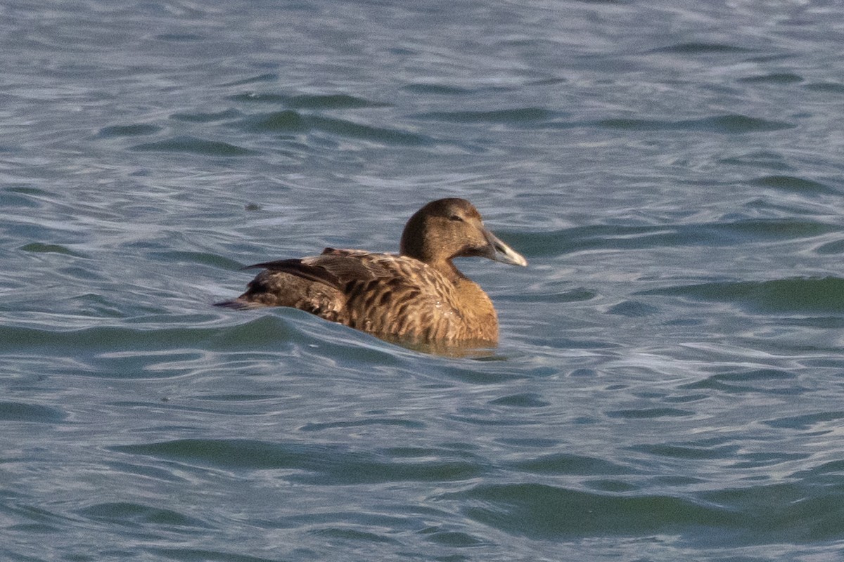 Common Eider - Robert Raffel