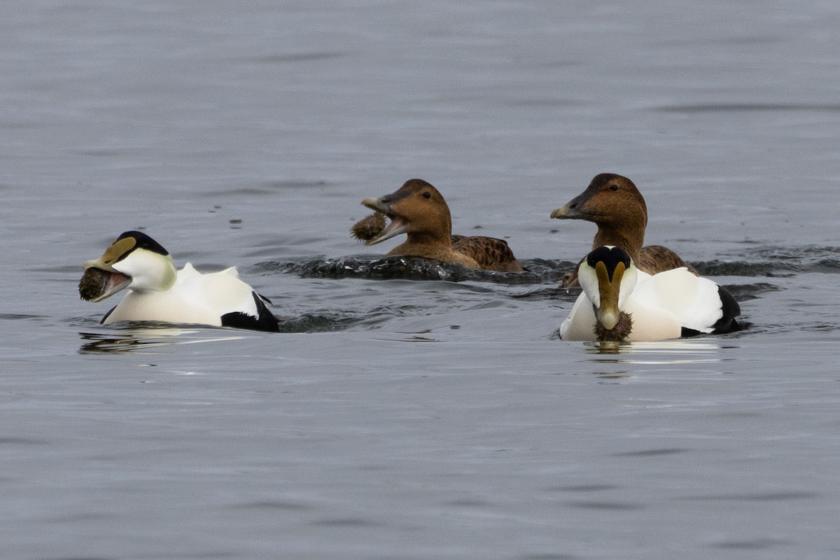 Common Eider - Robert Raffel