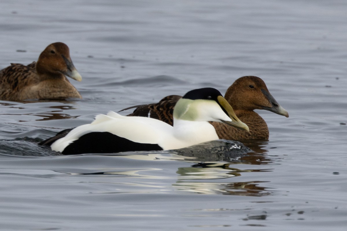 Common Eider - Robert Raffel