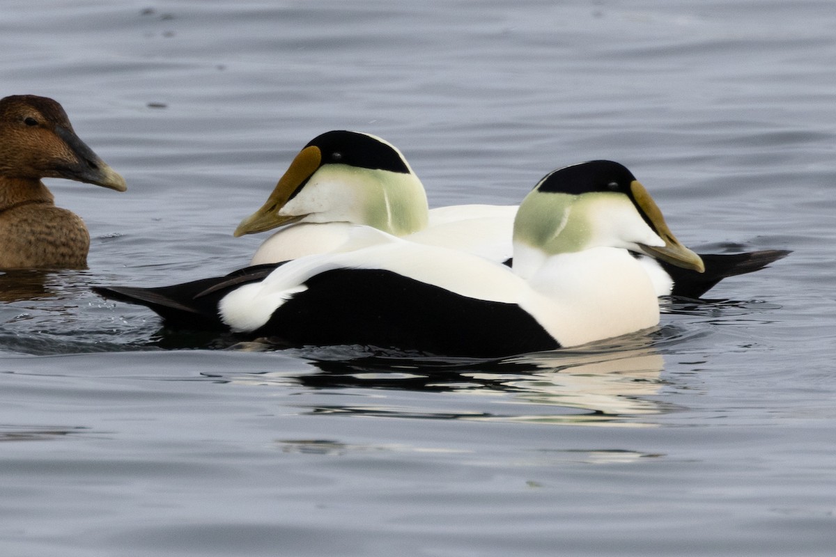 Common Eider - Robert Raffel