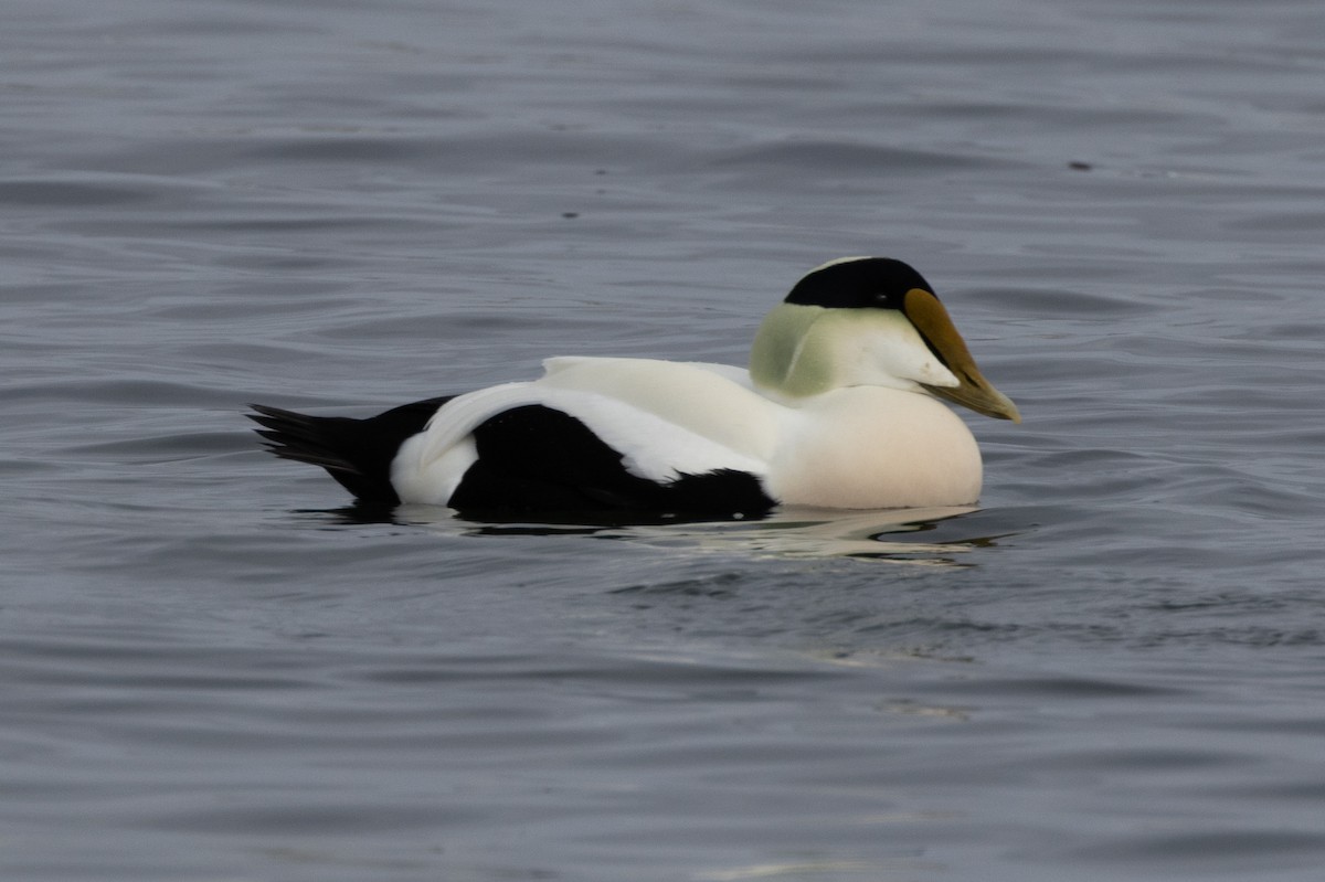 Common Eider - ML615348989