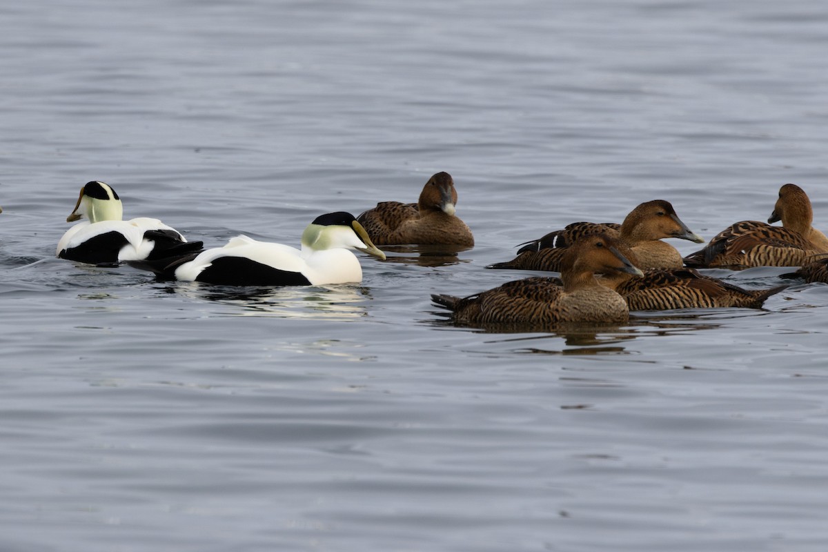 Common Eider - ML615348994