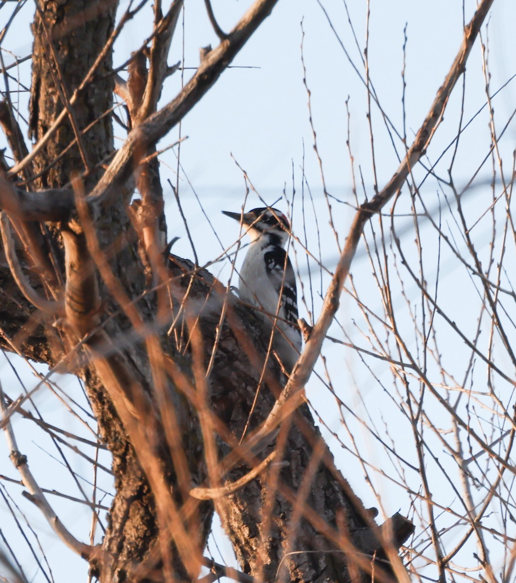 Hairy Woodpecker - ML615349023