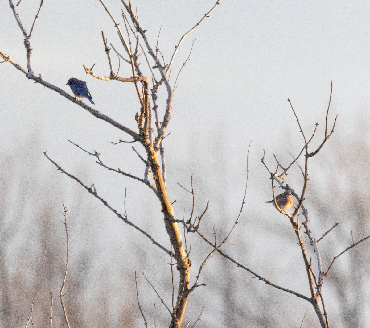 Eastern Bluebird - ML615349038