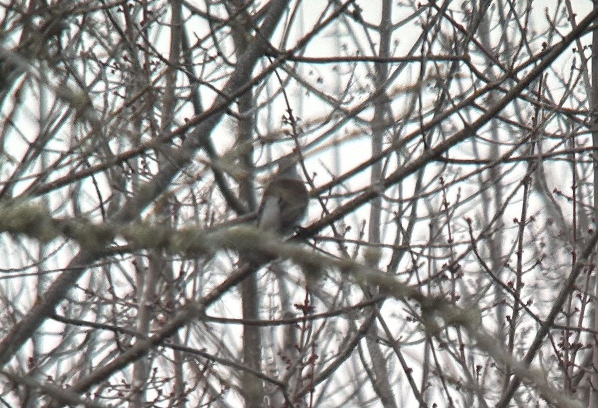 Fieldfare - Nolan A. Walker