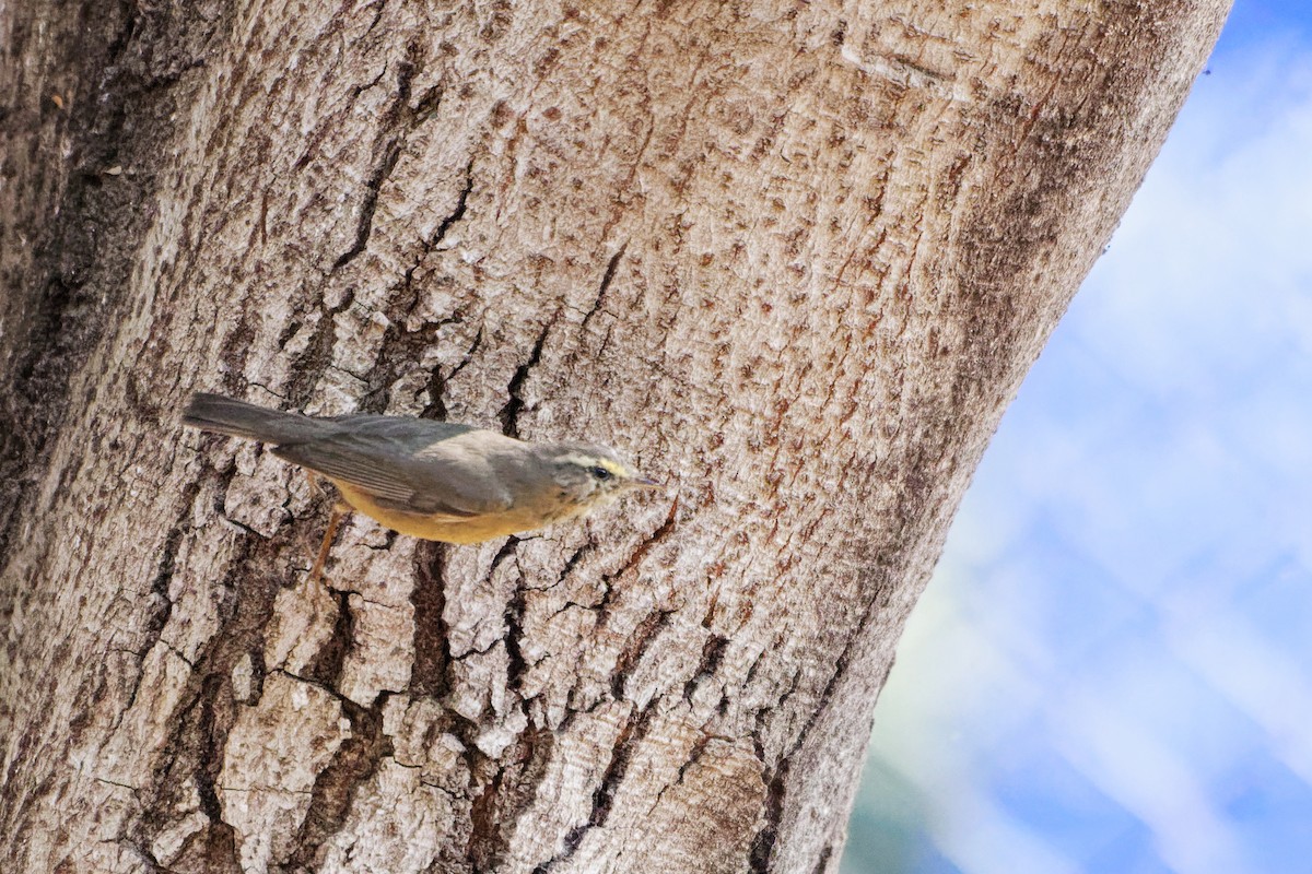 Sulphur-bellied Warbler - Arvindkumar Naicker