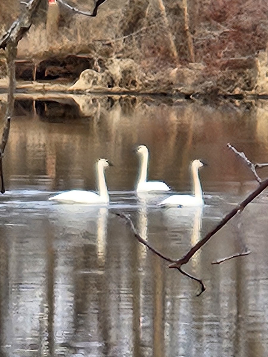 Trumpeter Swan - ML615349137
