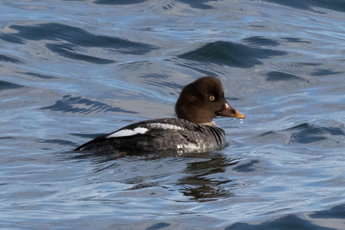 Common Goldeneye - ML615349154