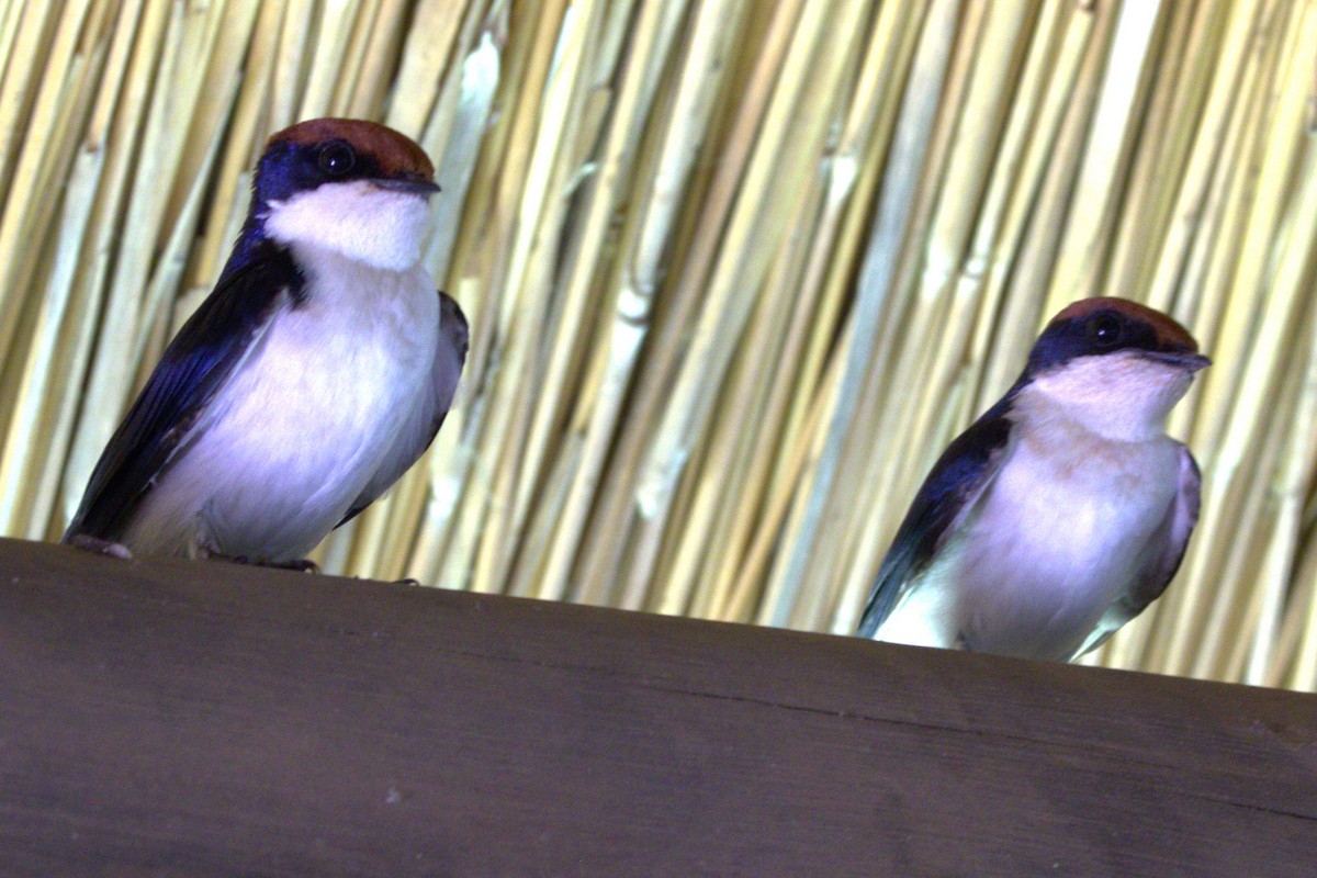 Wire-tailed Swallow - ML615349155