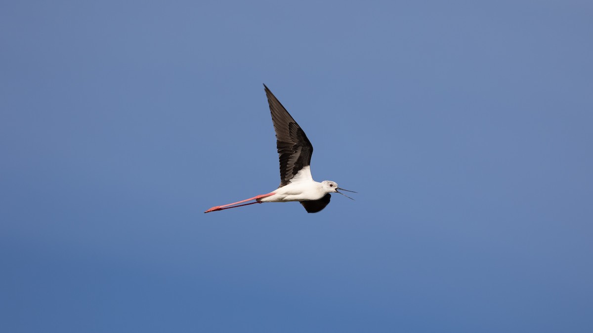 Black-winged Stilt - Jonathan Guillot