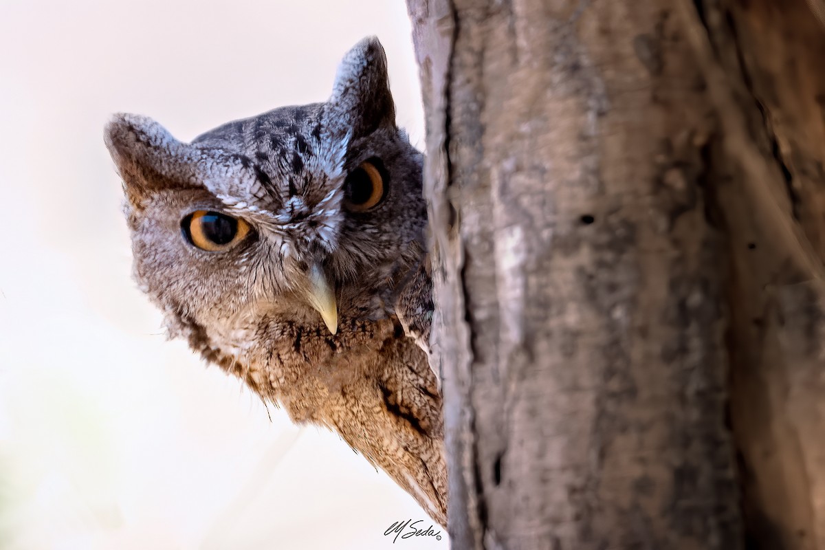Pacific Screech-Owl - Manuel Seda