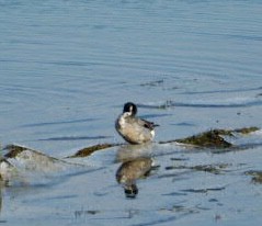 Northern Pintail - ML615349302