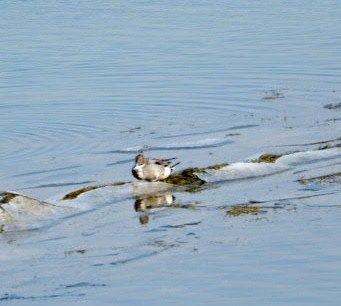 Northern Pintail - ML615349303