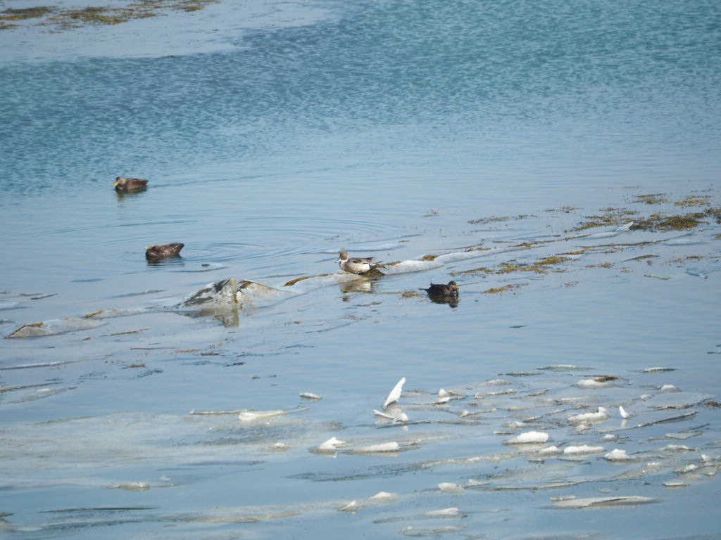 Northern Pintail - ML615349304