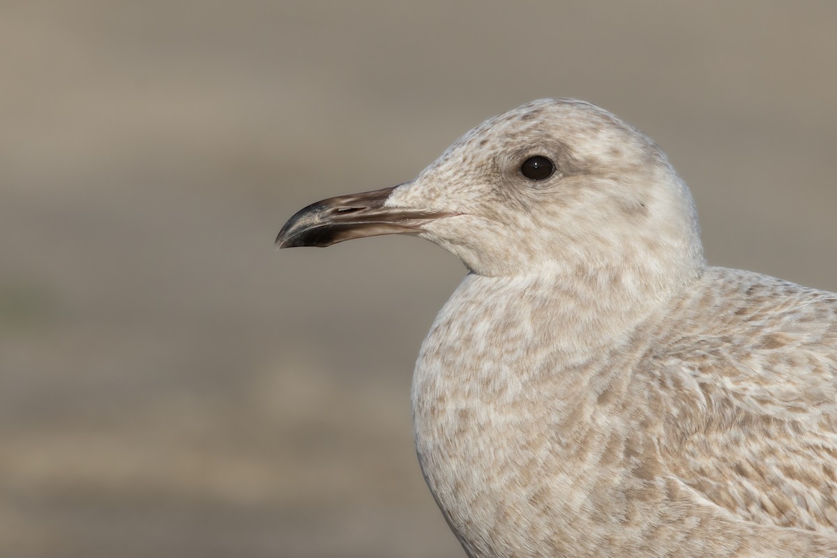 Gaviota (Larus) sp. - ML615349315