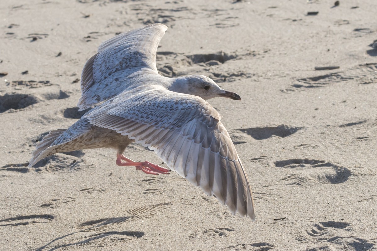 Larus sp. - Braxton Landsman