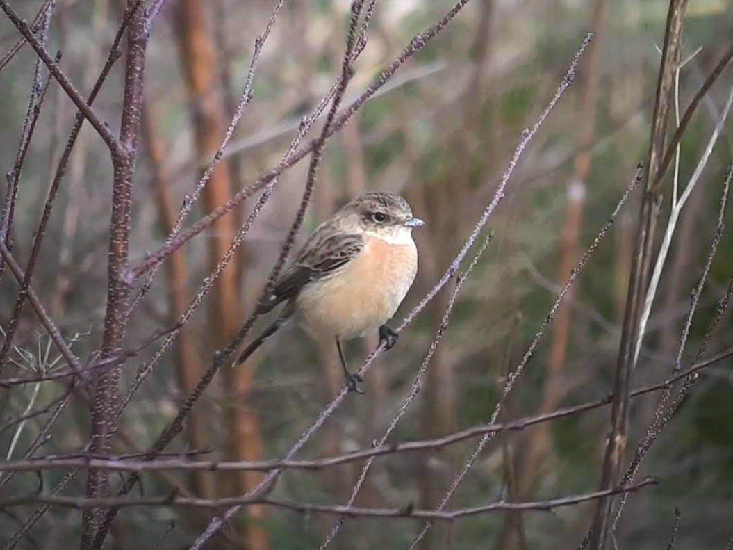 Siberian Stonechat - ML615349319