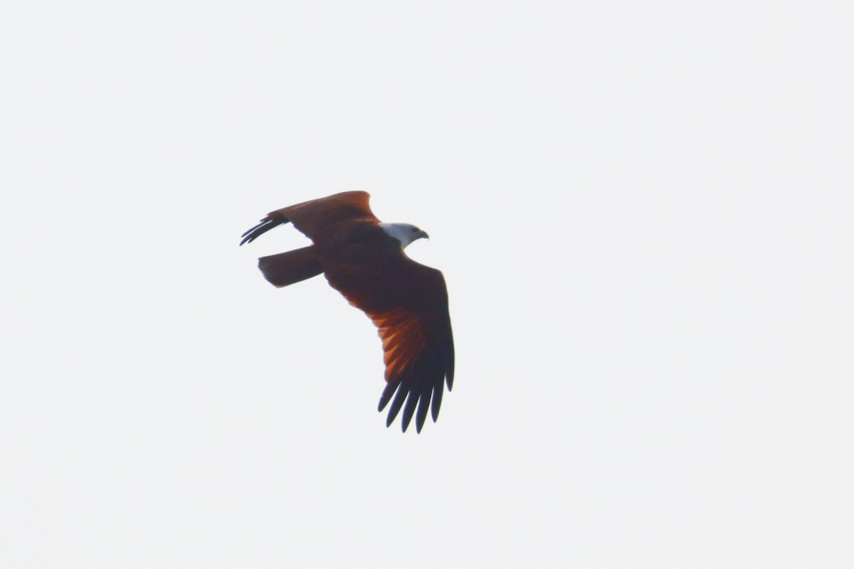 Brahminy Kite - ML615349323