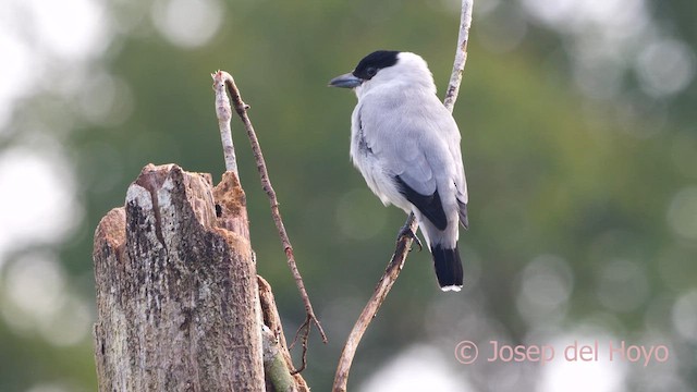 Black-crowned Tityra - ML615349336