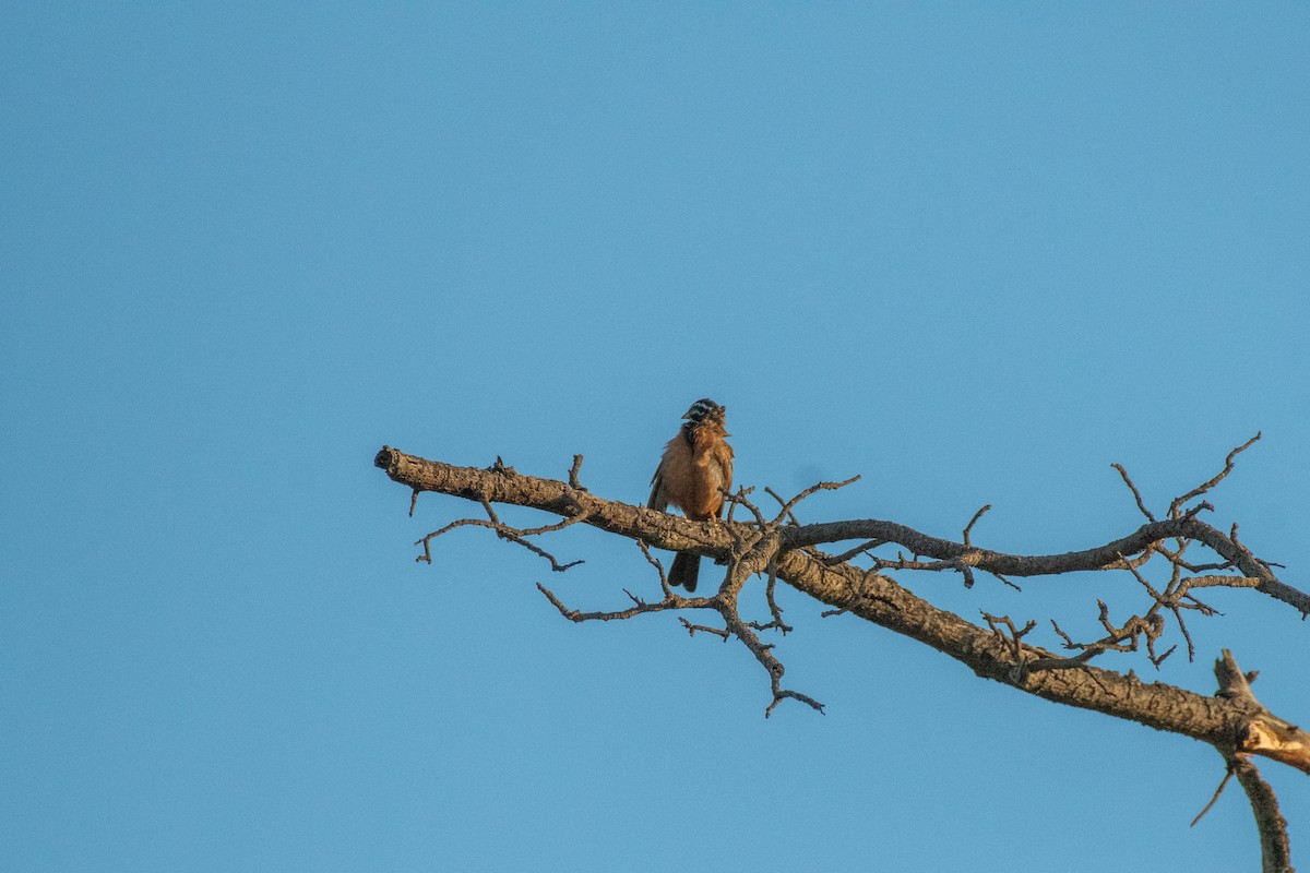 Cinnamon-breasted Bunting - ML615349357