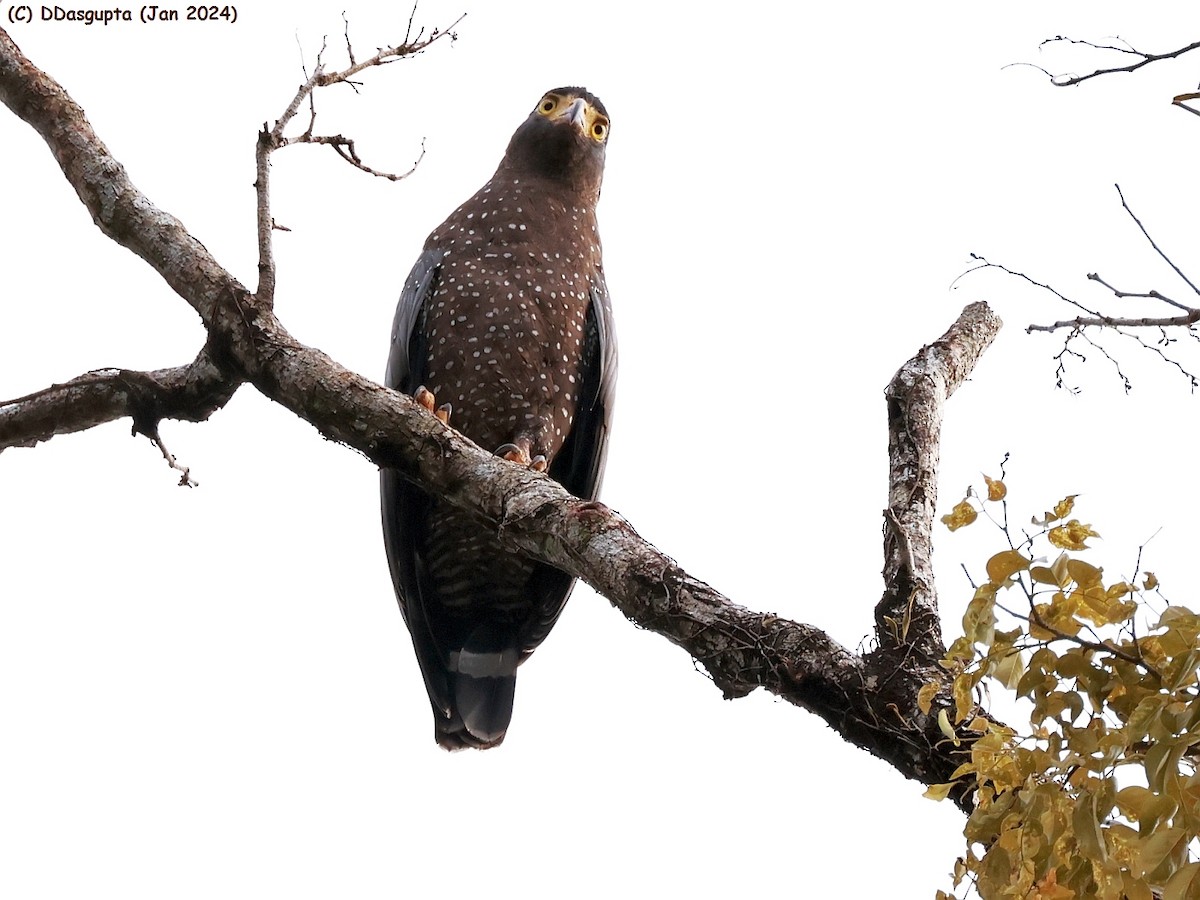 Andaman Serpent-Eagle - D Dasgupta