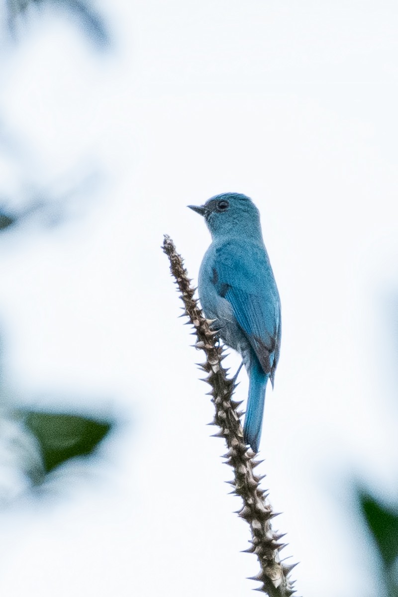 Verditer Flycatcher - ML615349393