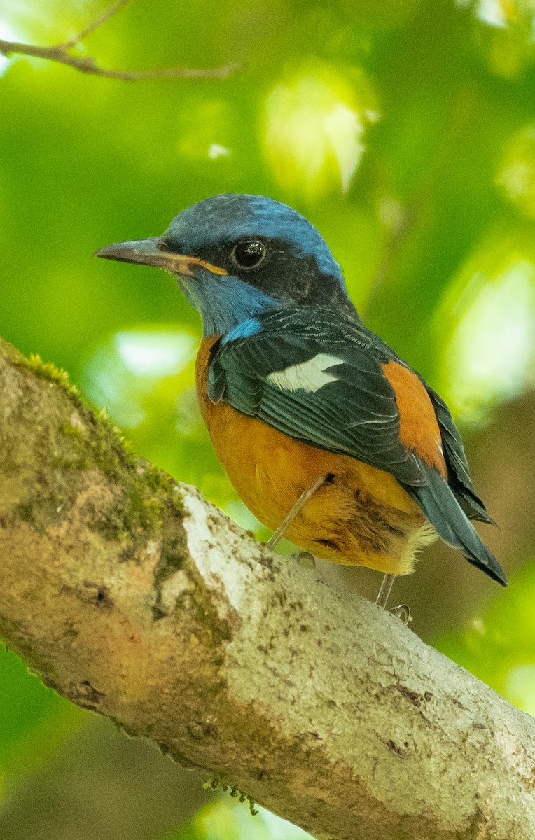 Blue-capped Rock-Thrush - ML615349421