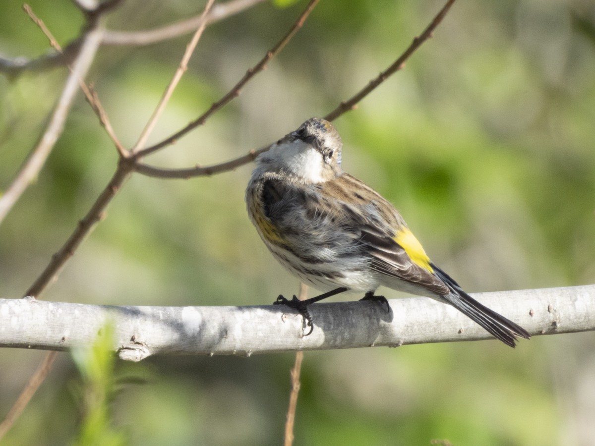 Yellow-rumped Warbler - ML615349471