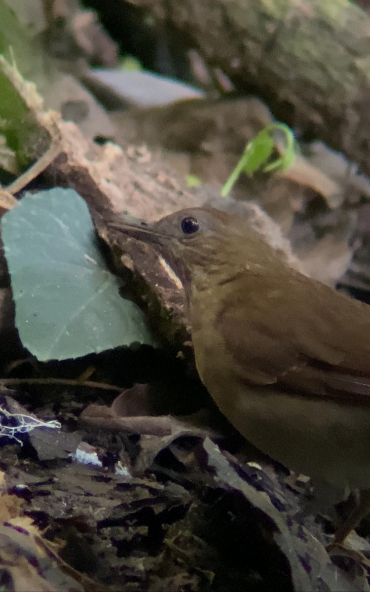 Cocoa Thrush - Juan Fernando Giraldo Lopera