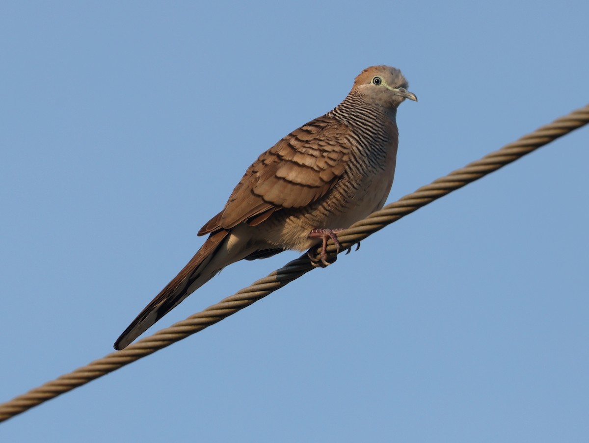 Zebra Dove - ML615349486