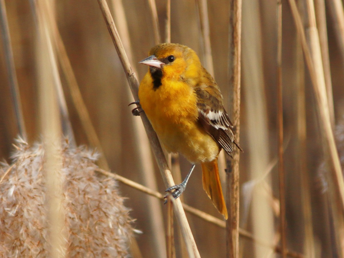 Bullock's Oriole - ML615349491