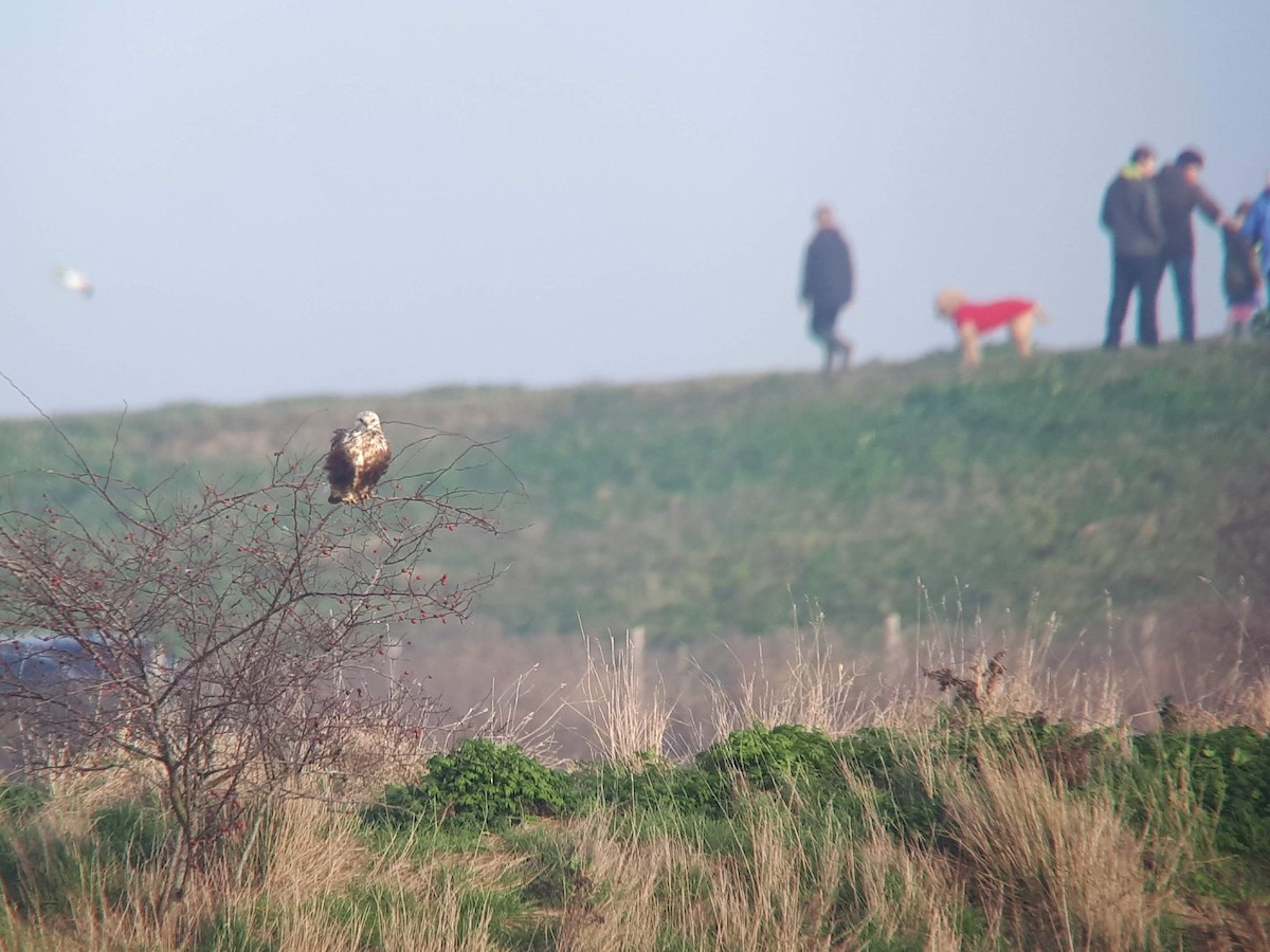 Rough-legged Hawk - ML615349492