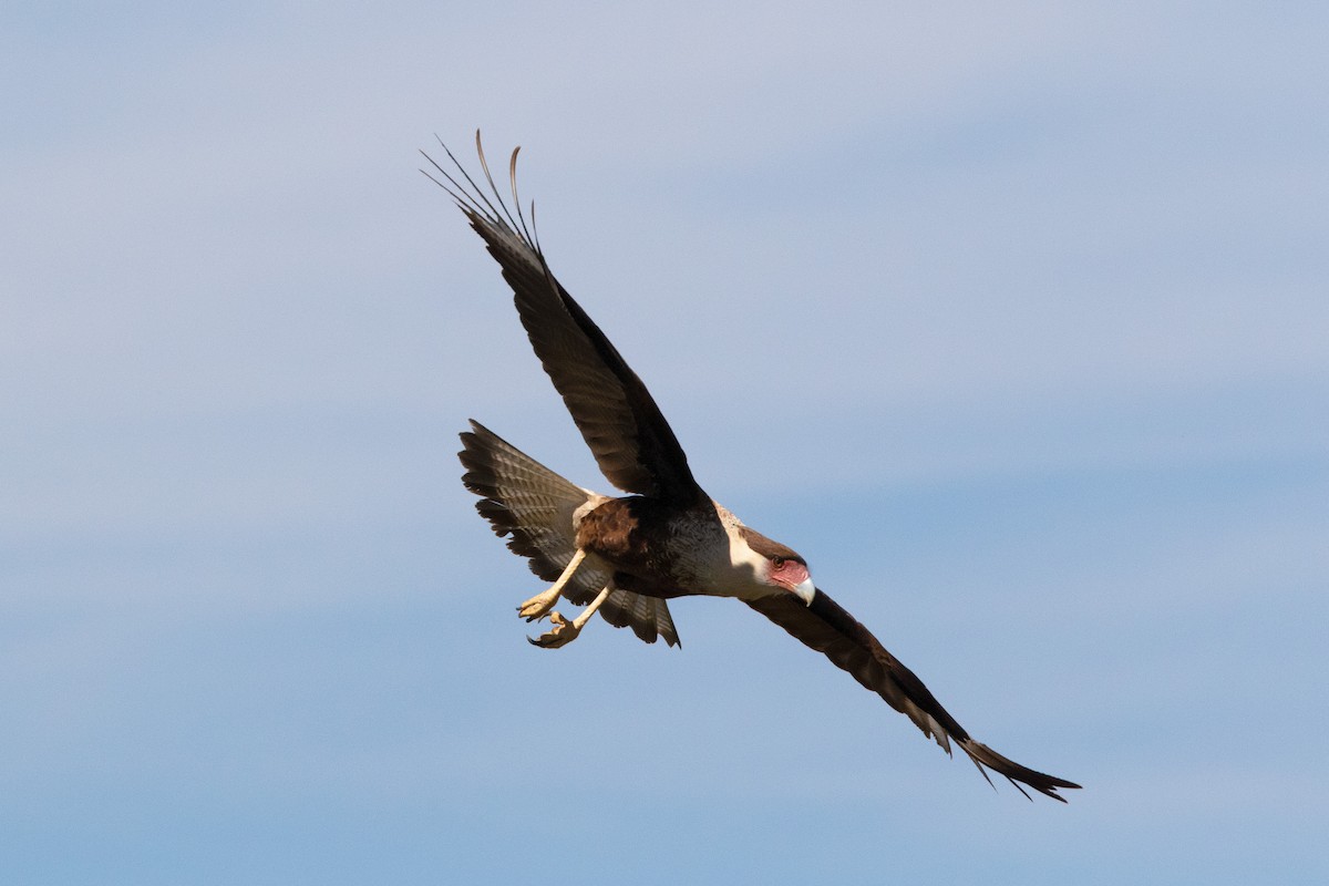 Crested Caracara - Timothy Lawton