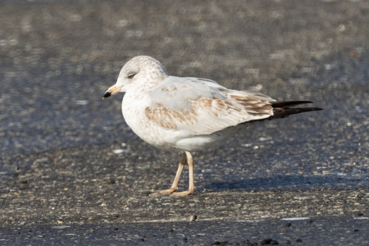 Ring-billed Gull - ML615349552