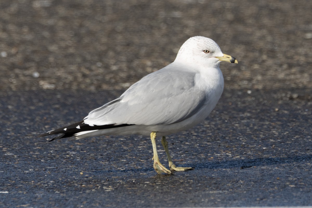 Ring-billed Gull - ML615349553