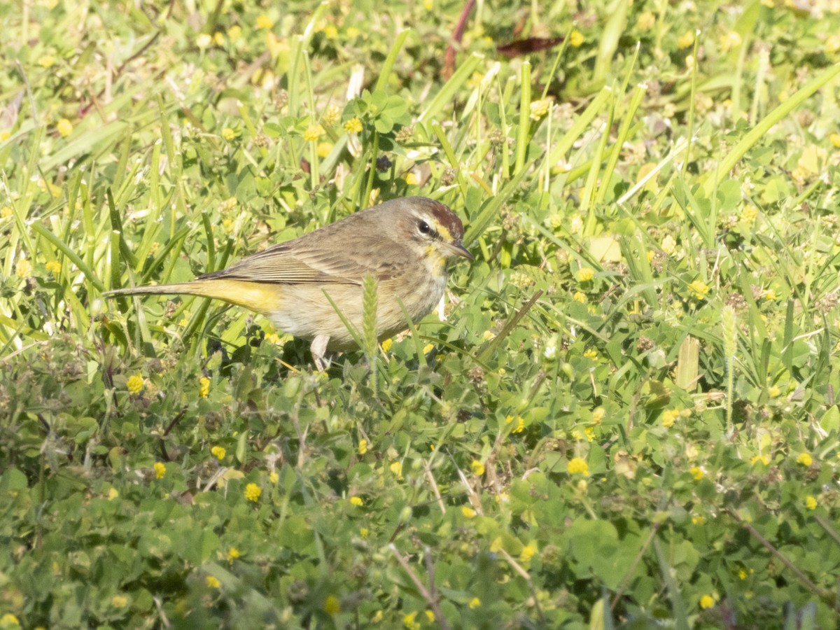 Palm Warbler - ML615349561