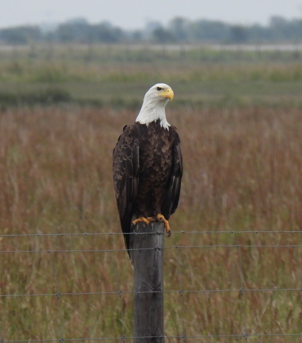 Bald Eagle - Shelia Hargis