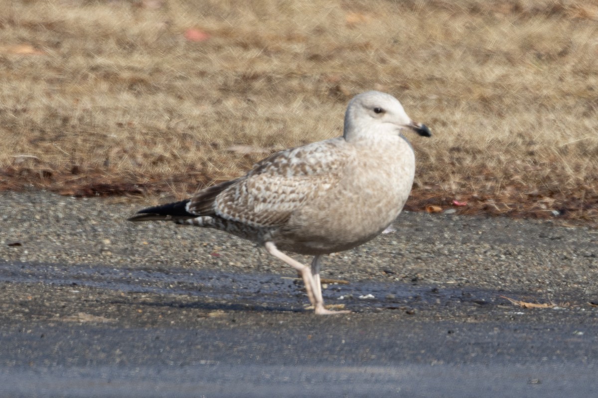 Gaviota Argéntea - ML615349583