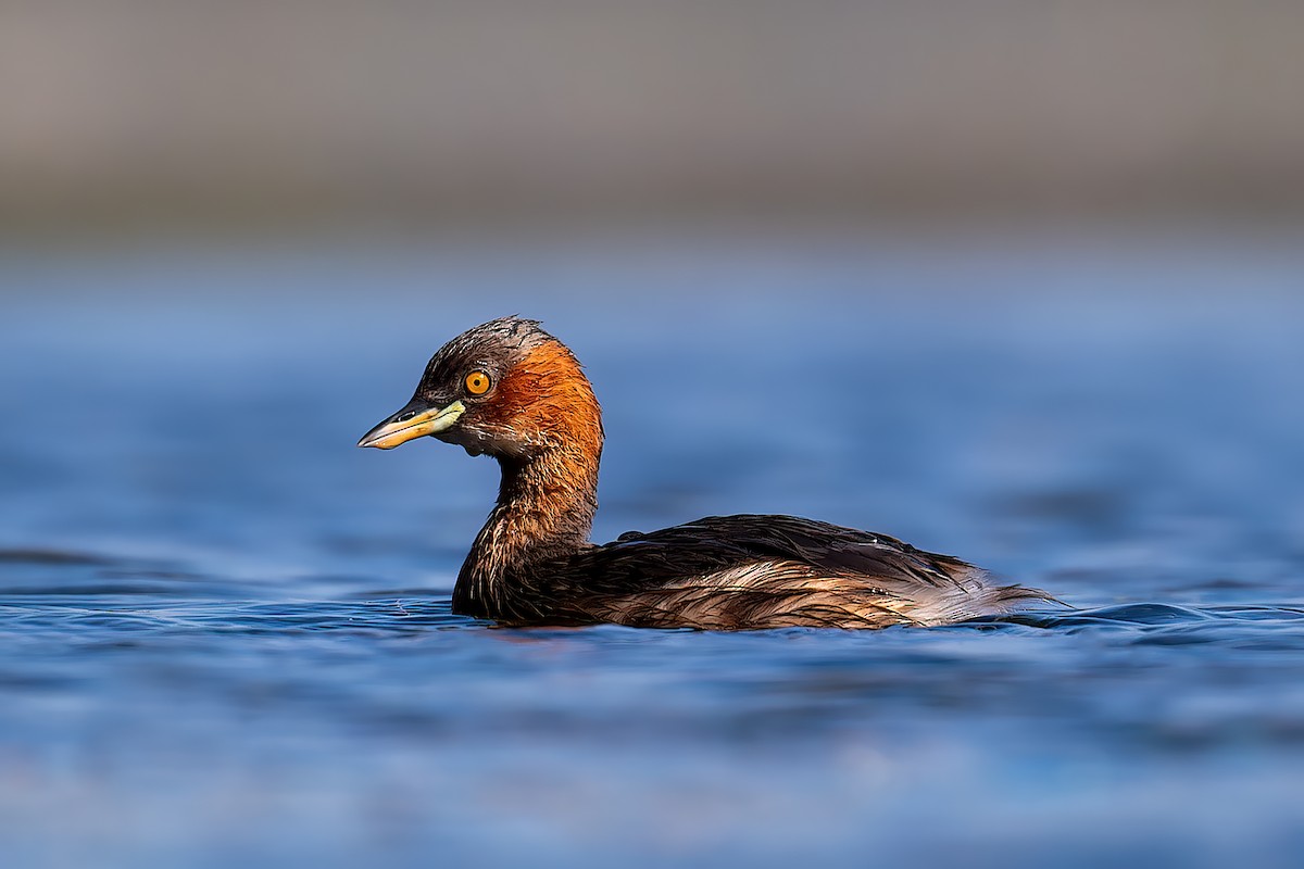 Little Grebe - ML615349585