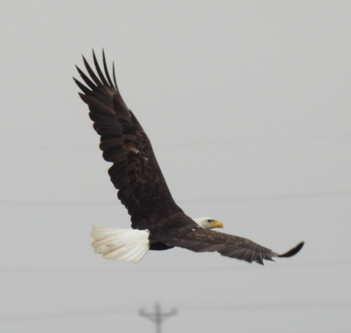 Bald Eagle - Shelia Hargis