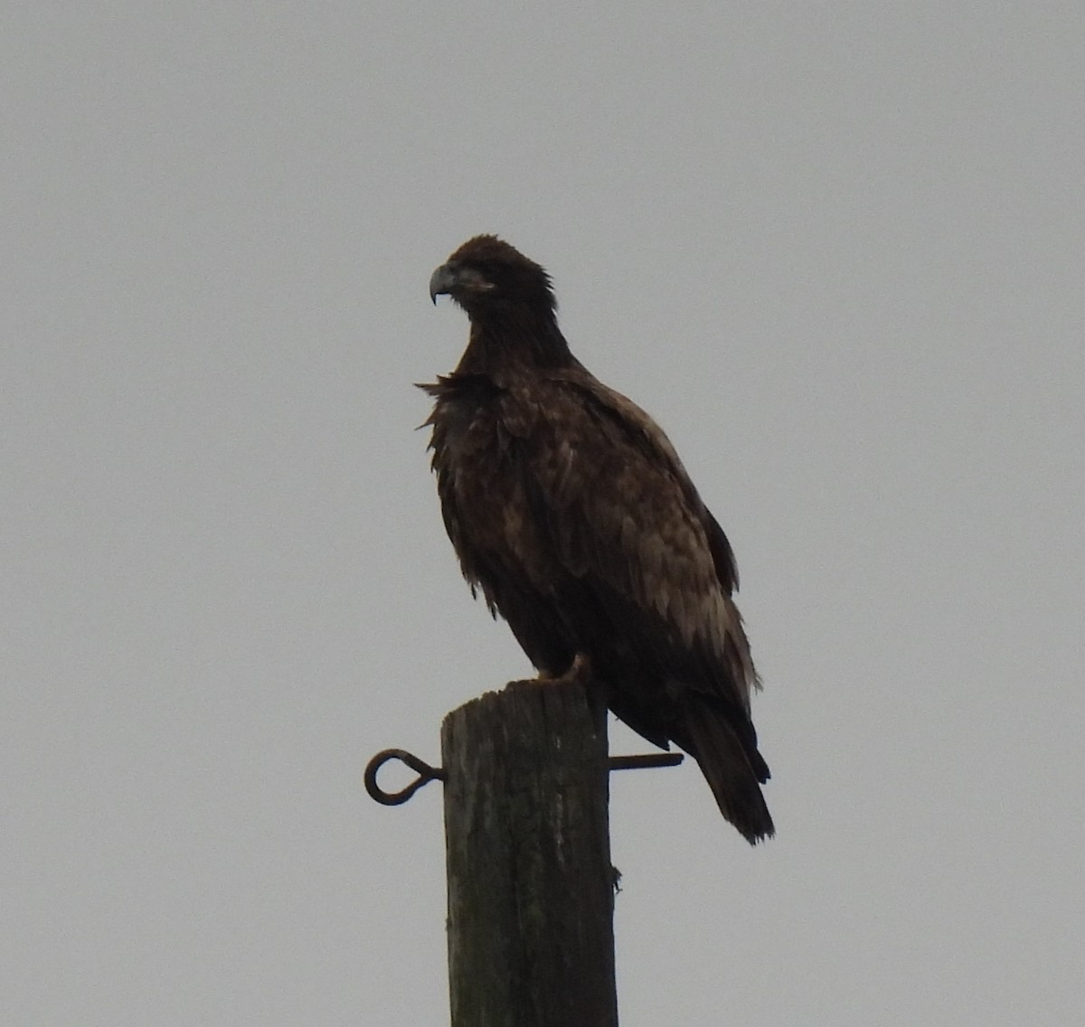 Bald Eagle - Shelia Hargis