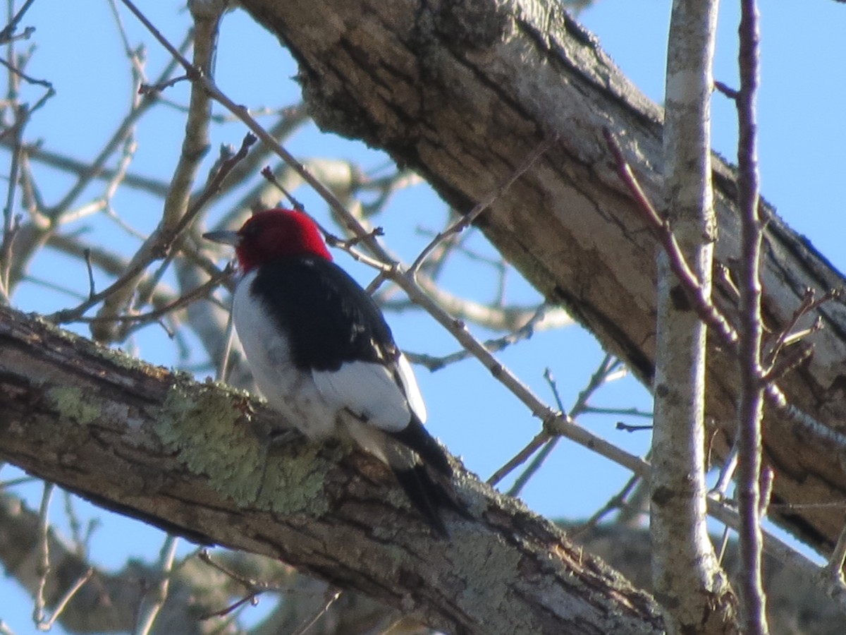 Red-headed Woodpecker - Nate Kienzle