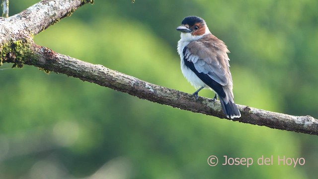 Black-crowned Tityra - ML615349594