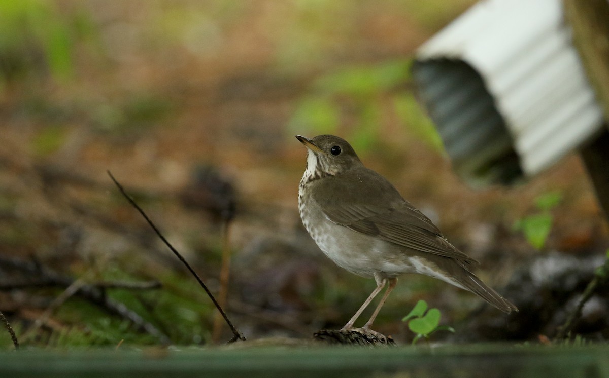 Gray-cheeked Thrush - Jay McGowan