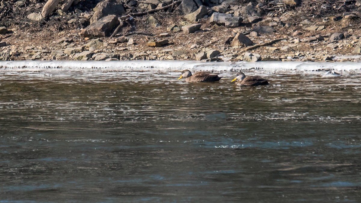 American Black Duck - ML615349652