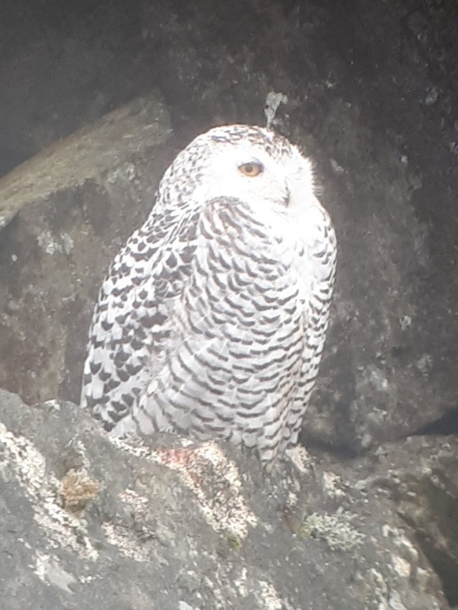 Snowy Owl - ML615349656