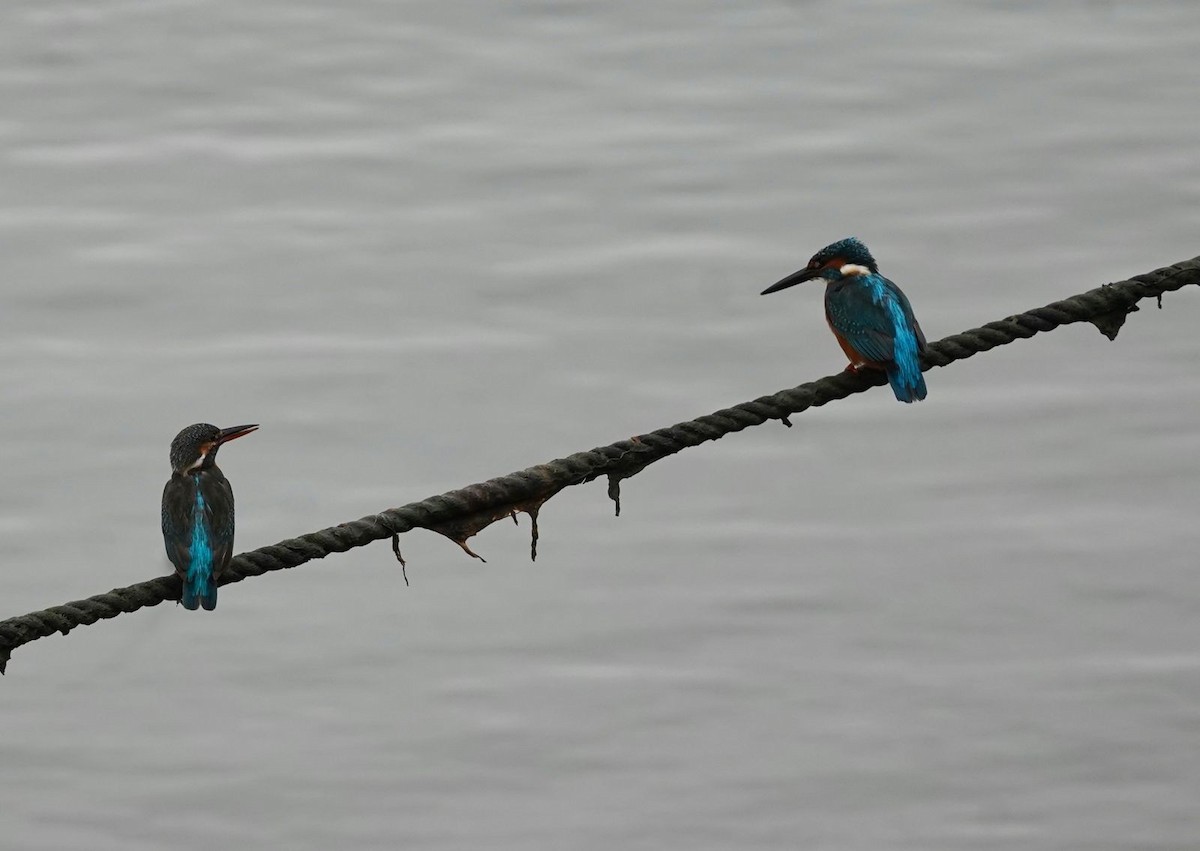 Common Kingfisher - Jeroen Linde