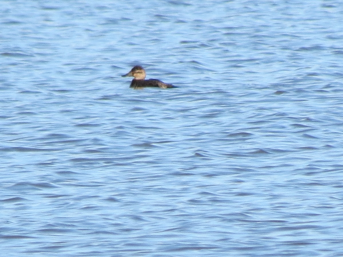 Ruddy Duck - ML615349676