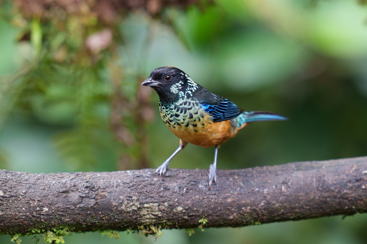 Spangle-cheeked Tanager - Austin Groff