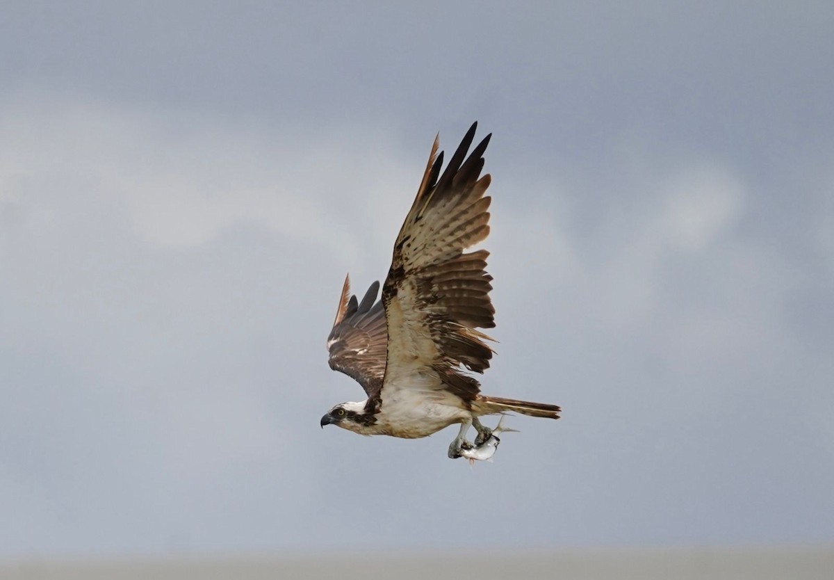 orlovec říční - ML615349695